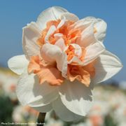 Narcissus My Story Daffodil Bulbs Alternate Image 2