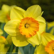 Narcissus Delibes Daffodil Bulbs Thumb