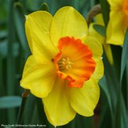 Narcissus Delibes Daffodil Bulbs Alternate Image 1