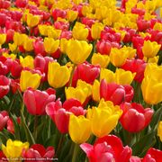 Tulipa Impressionable Tulip Bulb Blend Thumb