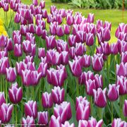 Tulipa Synaeda Blue Tulip Bulbs Alternate Image 1