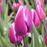 Tulipa Synaeda Blue Tulip Bulbs Alternate Image 2