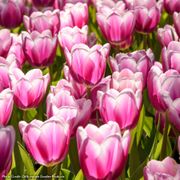 Tulipa Synaeda Blue Tulip Bulbs Alternate Image 3