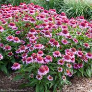 Echinacea Double Coded&trade; 'Everything's Rosy' Coneflower Alternate Image 1