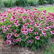 Echinacea Double Coded&trade; 'Everything's Rosy' Coneflower Alternate Image 2
