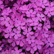 Phlox Candy Cloud&trade; Dark Pink Creeping Phlox Thumb