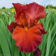 Iris Lest We Forget Reblooming Bearded Iris Thumb