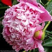 Paeonia Monsieur Jules Elie Peony Alternate Image 2