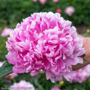 Paeonia Monsieur Jules Elie Peony Alternate Image 3