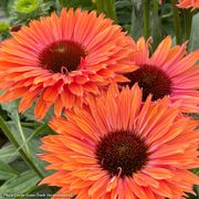 Echinacea SunSeekers&reg; Rainbow Coneflower Thumb