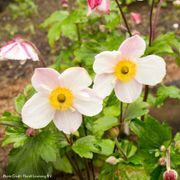 Anemone Dainty Swan Windflower Thumb