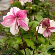 Anemone Dainty Swan Windflower Alternate Image 1
