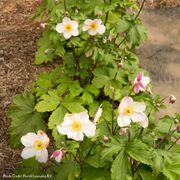 Anemone Dainty Swan Windflower Alternate Image 2