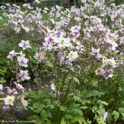 Anemone Dainty Swan Windflower Alternate Image 3