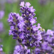 Lavandula 'SuperBlue' English Lavender Alternate Image 2