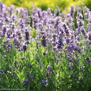 Lavandula 'SuperBlue' English Lavender Alternate Image 3