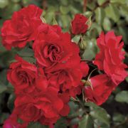 Crush on You Floribunda Rose Alternate Image 1