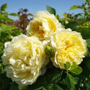 Lemon Burst Floribunda Rose Alternate Image 2