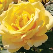 Welcome Home Hybrid Tea Rose Thumb