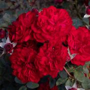 Never Been Redder Floribunda Rose Alternate Image 2