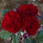 Never Been Redder Floribunda Rose Alternate Image 3