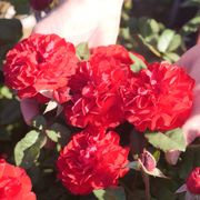 Never Been Redder Floribunda Rose Alternate Image 5