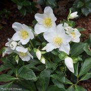 Helleborus HGC&reg; Joel Hellebore Thumb