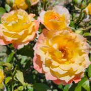 Ruffled Romance Floribunda Rose Alternate Image 2