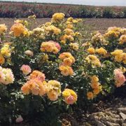 Ruffled Romance Floribunda Rose Alternate Image 3