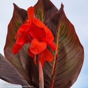 Canna Tropicanna&reg; Hot Tamale Canna Lily Bulb Thumb