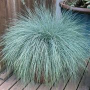 Festuca Beyond Blue&trade; Ornamental Fescue Thumb