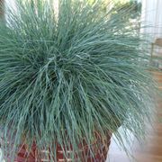 Festuca Beyond Blue&trade; Ornamental Fescue Alternate Image 2