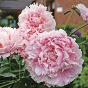 'Sarah Bernhardt' Peony Thumb