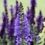 Salvia 'Sky Blue Marvel' Ornamental Sage Alternate Image 1