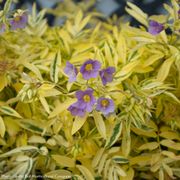 Polemonium 'Golden Feathers' Jacob's Ladder Thumb