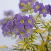 Polemonium 'Golden Feathers' Jacob's Ladder Alternate Image 2