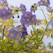 Polemonium 'Golden Feathers' Jacob's Ladder Alternate Image 4