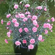 Dianthus Scent First&reg; Sugar Plum Alternate Image 2