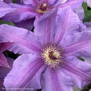 Clematis Tumaini&trade; Alternate Image 1