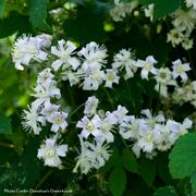 Clematis  Mrs. Robert Brydon Thumb