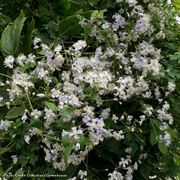 Clematis  Mrs. Robert Brydon Alternate Image 1