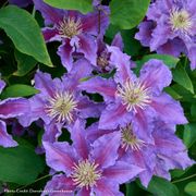 Clematis Baroness Fookes&trade; Alternate Image 1