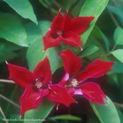 Clematis Gravetye Beauty Thumb