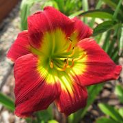 Hemerocallis 'Christmas Time' Daylily Alternate Image 2