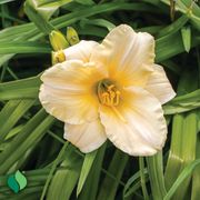 Hemerocallis Everydaylily&reg; Cream&reg; Daylily Thumb