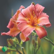Hemerocallis Everydaylily&reg; Pink Cream&reg; Daylily Thumb