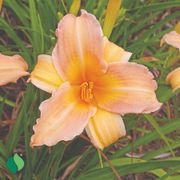 Hemerocallis Mini Pearl Daylily Thumb