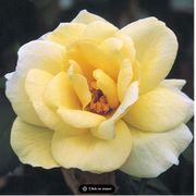 J. P. Connell Shrub Rose Thumb