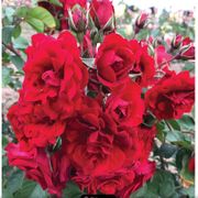 AC Navy Lady Shrub Rose Thumb