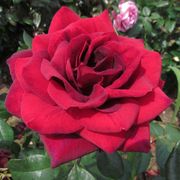 Sealed With a Kiss Hybrid Tea Rose Alternate Image 2